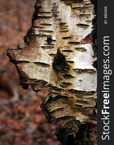 Forest , closeup on  tree trunks (not created abstractions, curves, lines, patterns). Forest , closeup on  tree trunks (not created abstractions, curves, lines, patterns)