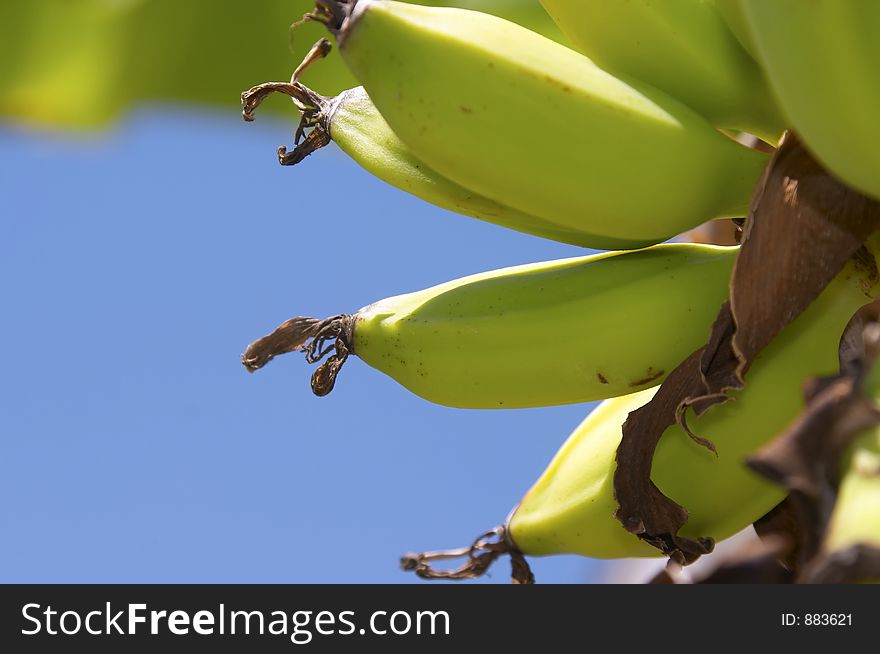 Banana Tree