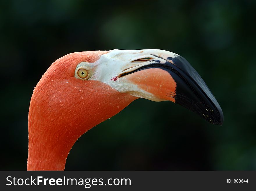 Close up of a flamingo