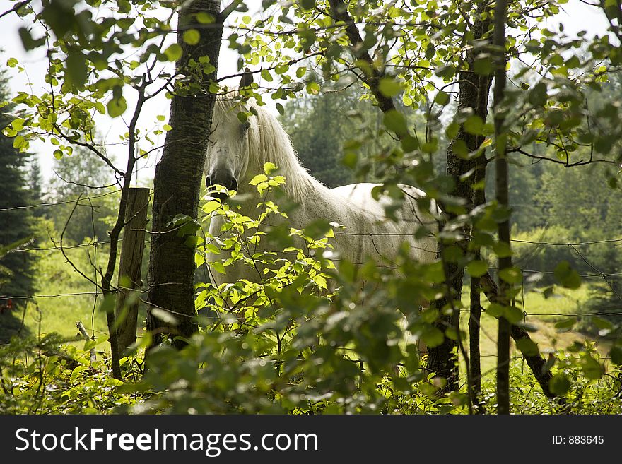White horse in the middle of the forest, montreal, canada