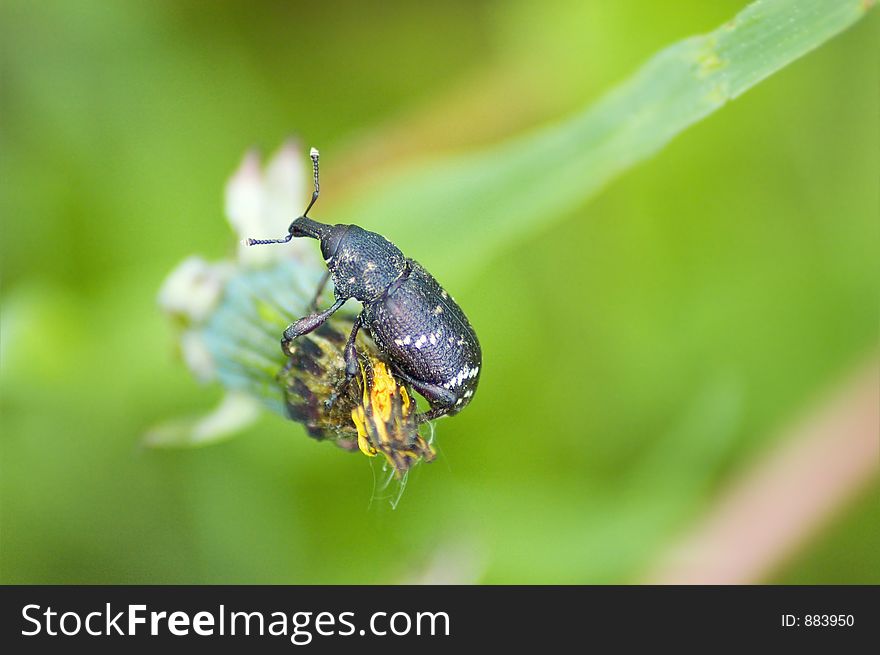 Bug On Dandelion