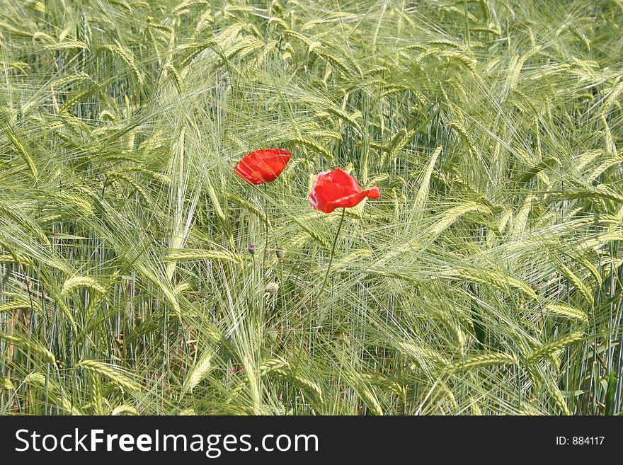 Poppy flowers in the wheat field. Poppy flowers in the wheat field