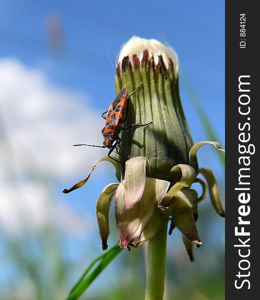 Bug on dandelion