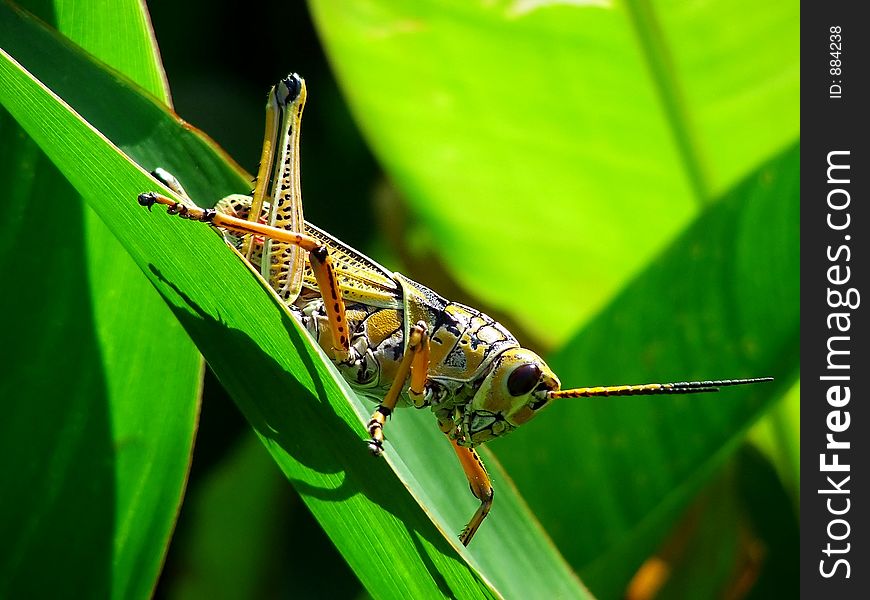 Southern Lubber Grasshopper