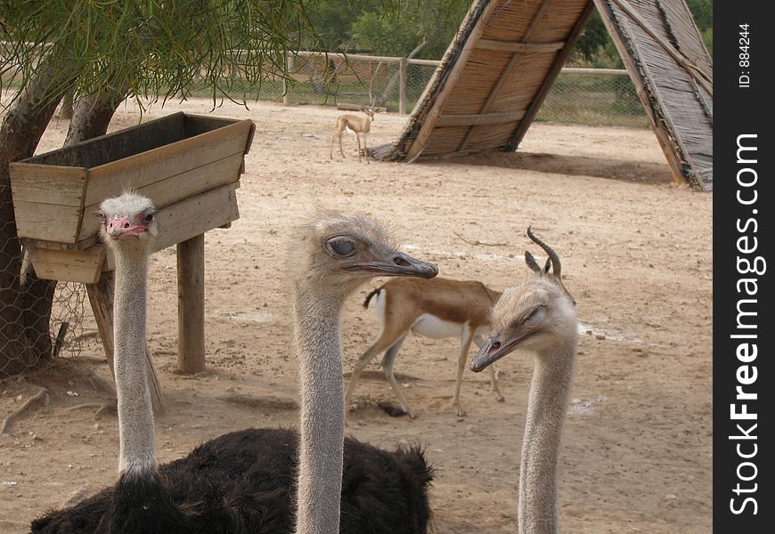 Ostriches at the zoo