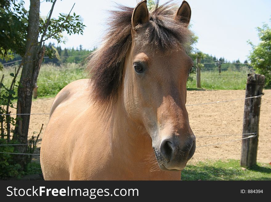 Portrait of a beautiful horse. Portrait of a beautiful horse