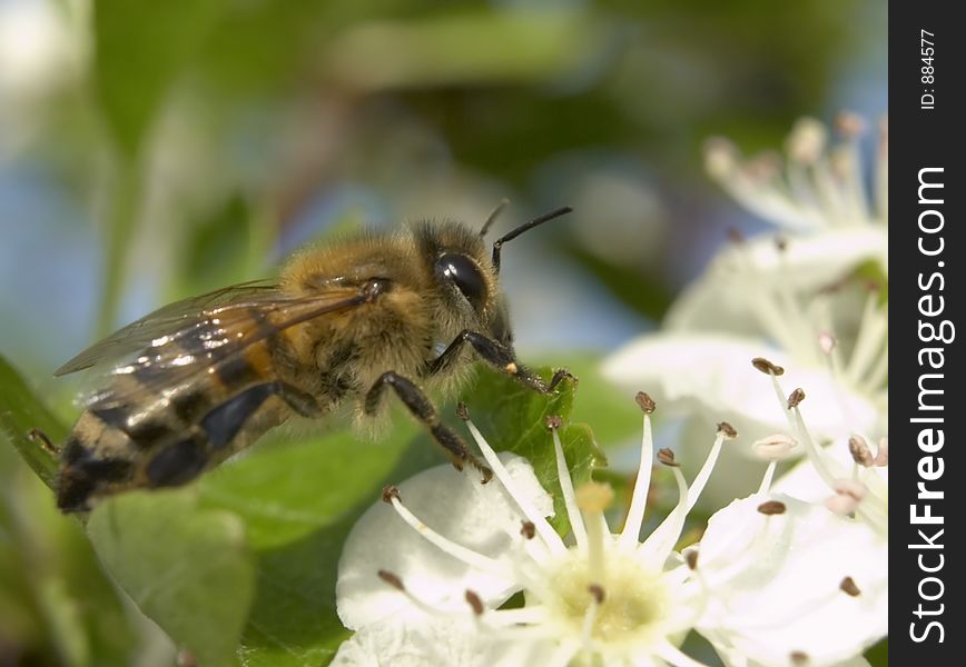 Bee Landing On Bloom.