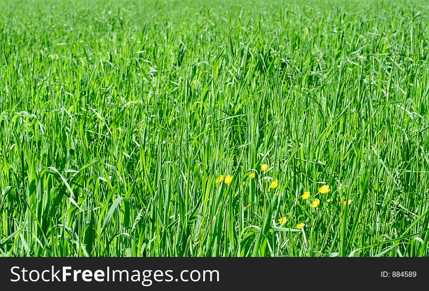 Bright green vegetation of young oat crops. Bright green vegetation of young oat crops