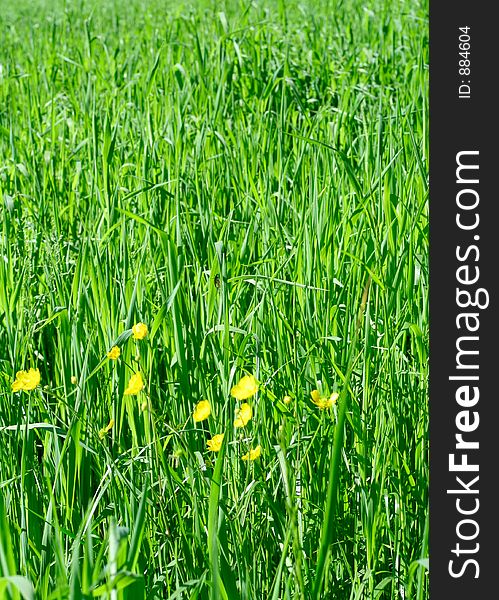 Bright green vegetation of young oat crops. Bright green vegetation of young oat crops