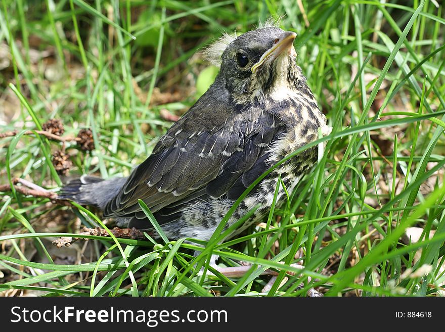 A thrush baby bird fallen from its nest, lost in forest, curious, frightened, inexperienced, unprotected. A thrush baby bird fallen from its nest, lost in forest, curious, frightened, inexperienced, unprotected