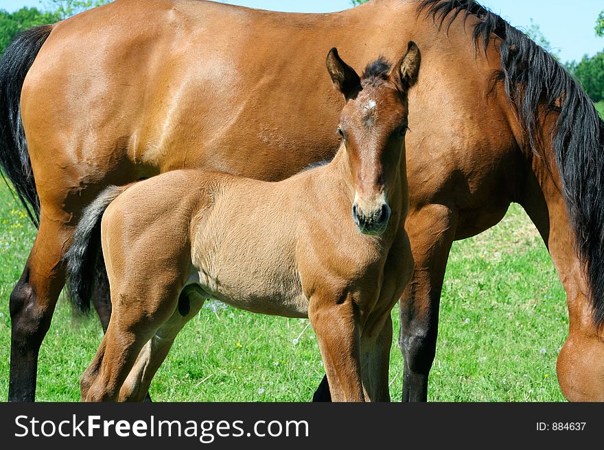 A 6-days-old foal is curious about everything that happens around him. A 6-days-old foal is curious about everything that happens around him