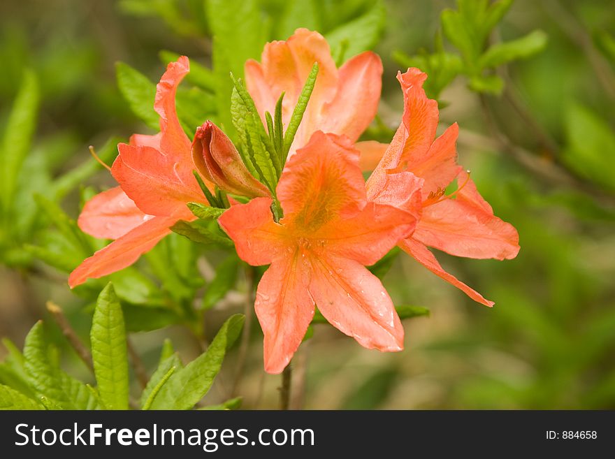 Fresh blossoms (Rhododendron Japonicum) on Mount Akagiyama, Japan.