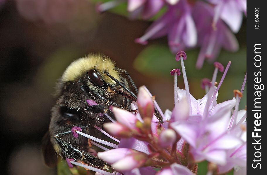 Bumblebee is gathering nectar on lilac flowers in Golden Gate Park, San Francisco, California. It's fur is sprinkled with pollen. Bumblebee is gathering nectar on lilac flowers in Golden Gate Park, San Francisco, California. It's fur is sprinkled with pollen.