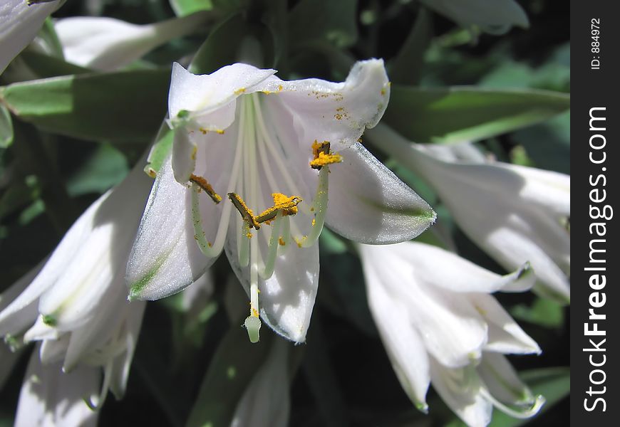 Delicate bell shaped hosta flowers.
