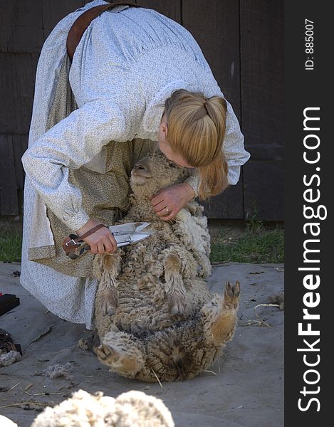 Hand clippers are used to shear a sheep in this demonstration of traditional farming methods. Hand clippers are used to shear a sheep in this demonstration of traditional farming methods