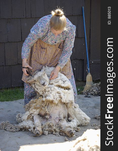 Hand clippers are used to shear a sheep in this demonstration of traditional farming methods. Hand clippers are used to shear a sheep in this demonstration of traditional farming methods