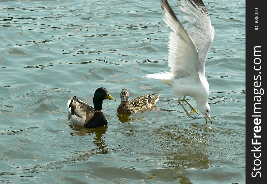 We were feeding ducks bread, and a seagull swooped down and snatched the bread before the ducks could get to it. We were feeding ducks bread, and a seagull swooped down and snatched the bread before the ducks could get to it.