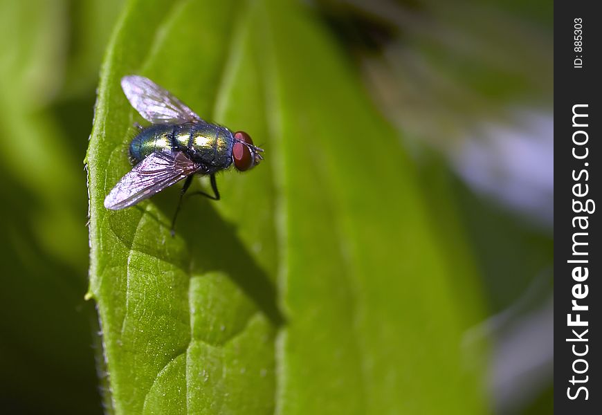 Fly Stalking On A Leaf