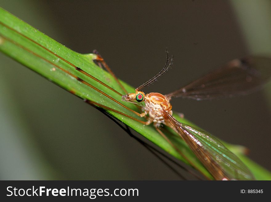 A large insect is clinging to a grass blade, clearly showing off its' colorful compund eyes, legs, wings, and antennae. A large insect is clinging to a grass blade, clearly showing off its' colorful compund eyes, legs, wings, and antennae.