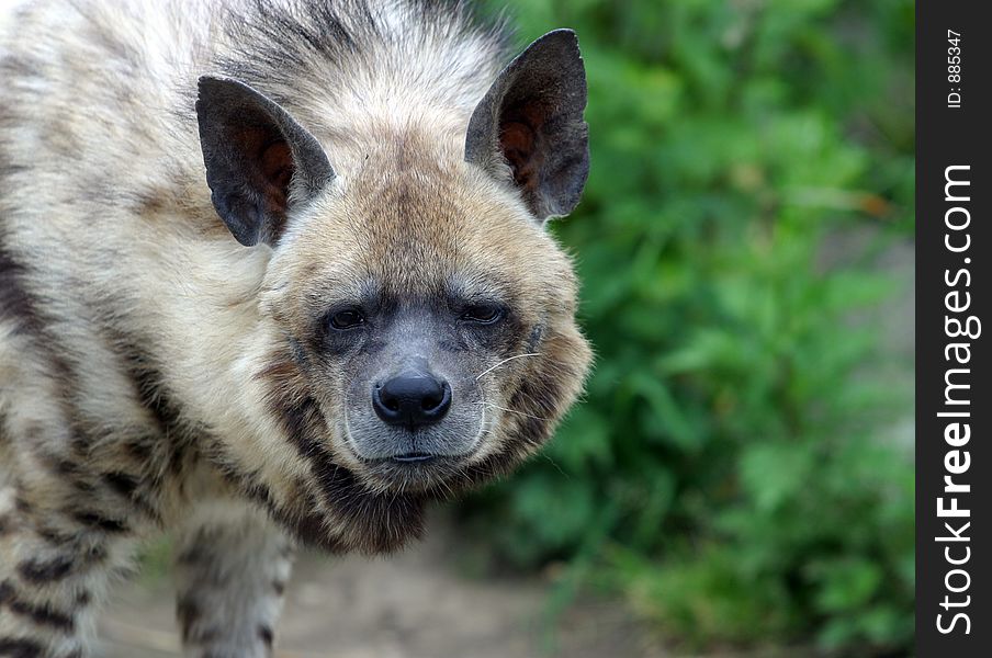 The image of a hyena on a background of a grass. The image of a hyena on a background of a grass