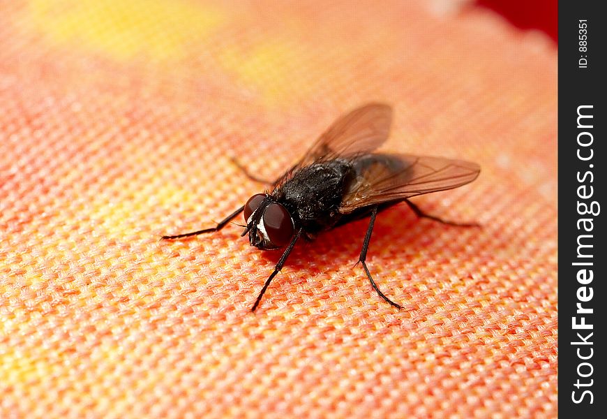Fly resting on table cover. Fly resting on table cover.