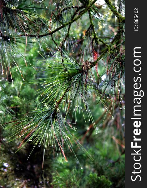 Green Pine Needles Dripping With Dew