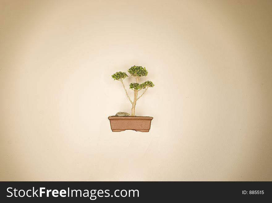 Bonsai tree with small pot in the middle of a tan background