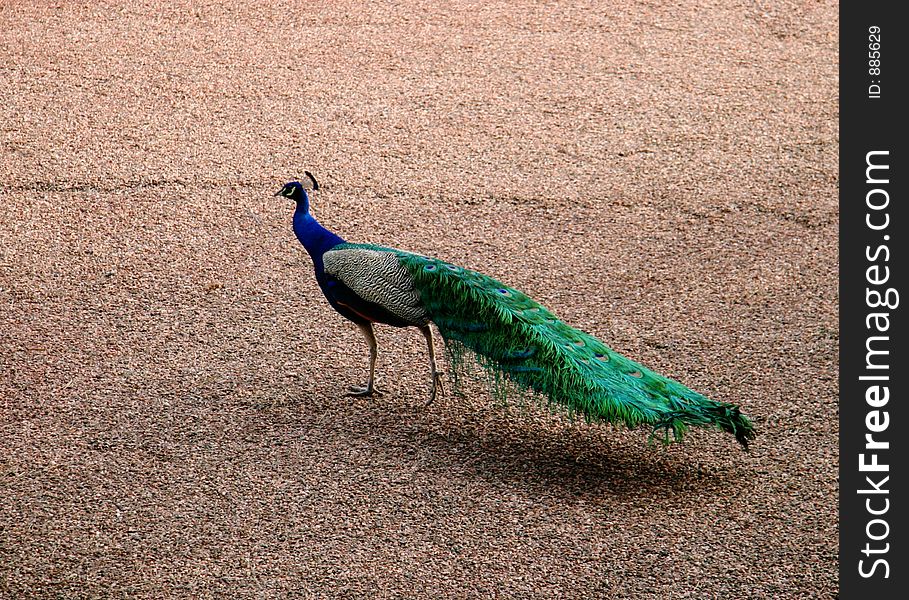 Fancy Fan (Peacock) on Roof