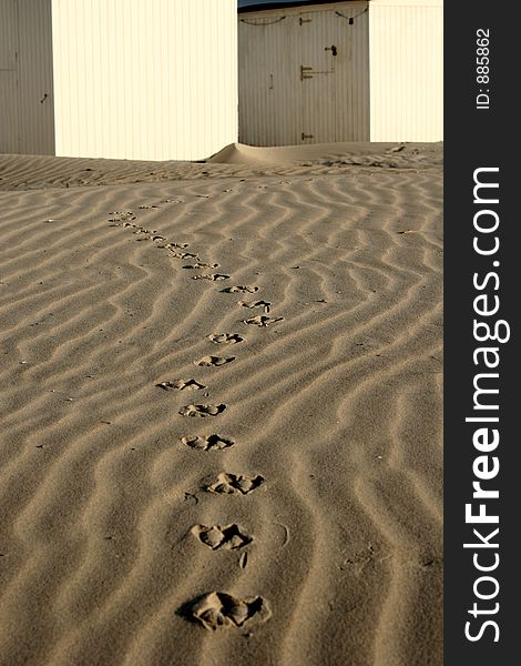 Summer in denmark:beach houses, birds foot steps in the sand. Summer in denmark:beach houses, birds foot steps in the sand