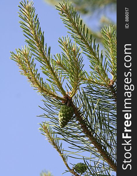Pine cones on tree