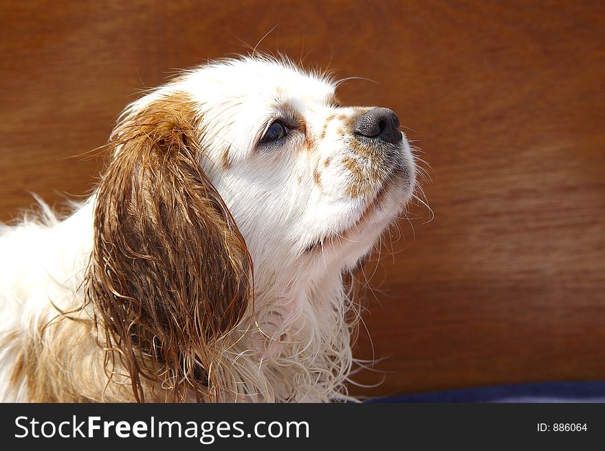 A King Charles Spaniel waiting for its sweets. A King Charles Spaniel waiting for its sweets.