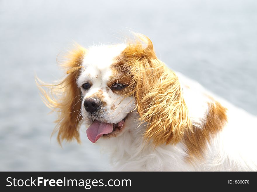 Our King Charles Spaniel after a swim.