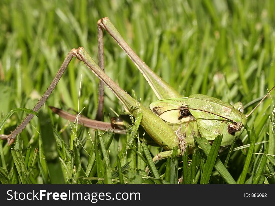 Close-up of a grasshopper