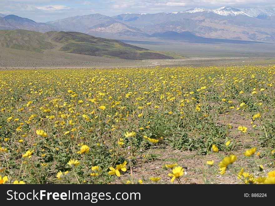 The Desert In Full Bloom - Death Valley