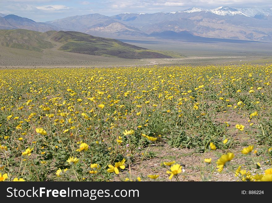 A once in 100 year natural phenomena, flowers blooming in Death Valley. A once in 100 year natural phenomena, flowers blooming in Death Valley