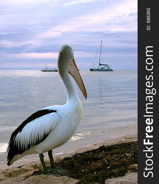 Pelican at nice beach & sea view