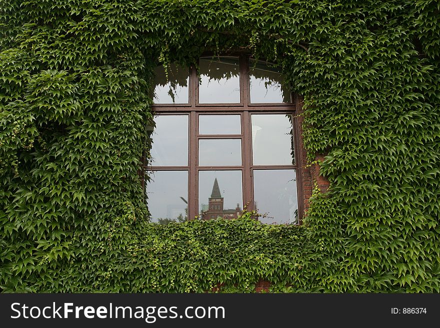 A window surrounded by vine shoots. A window surrounded by vine shoots