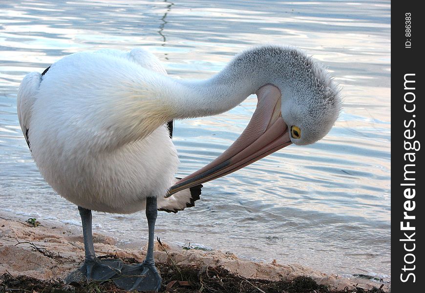 Pelican at beach