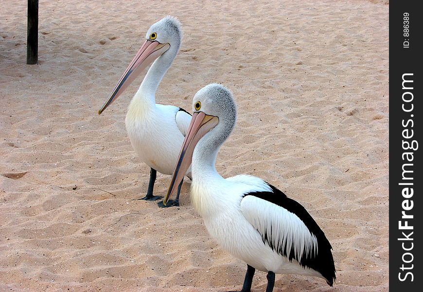 A pair of white pelicans at the beach