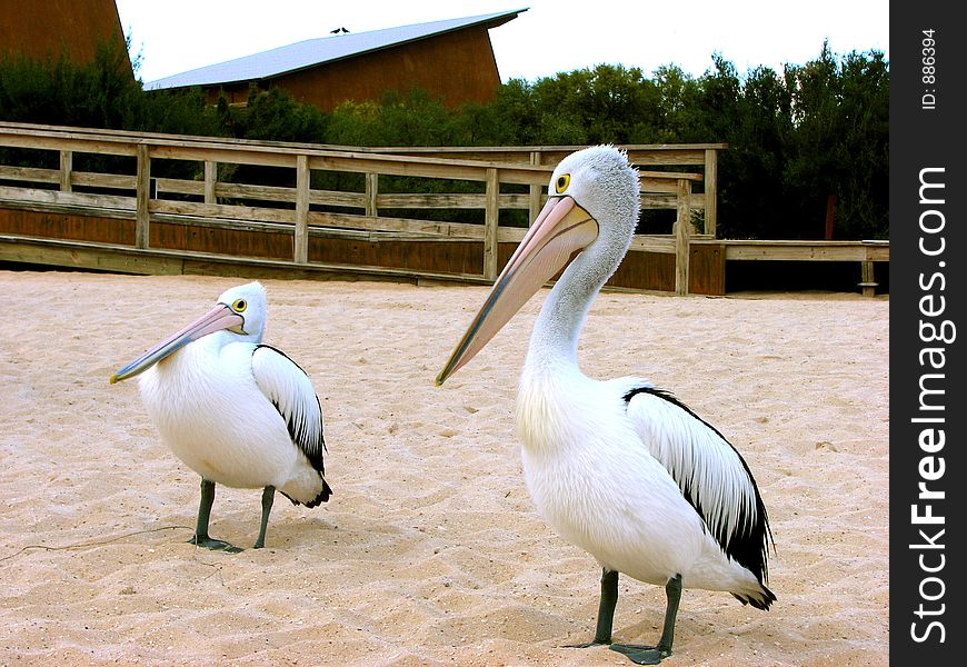 A pair of white pelicans resting at beach