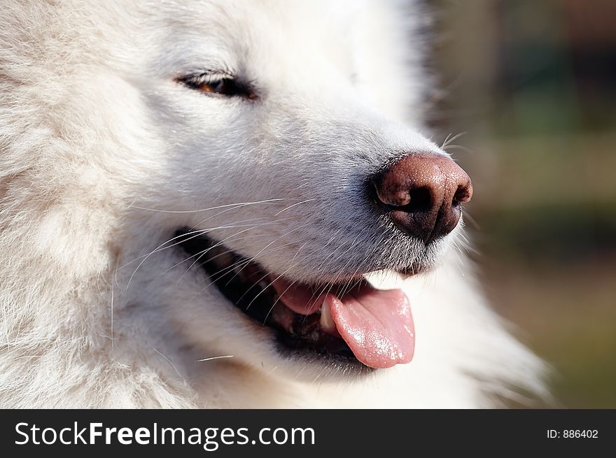 Portrait of samoed's dog