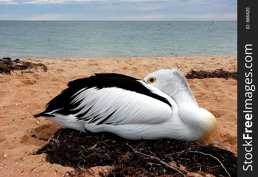 Lonely pelican sitting on the beach