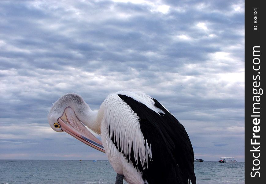 Pelican saluting