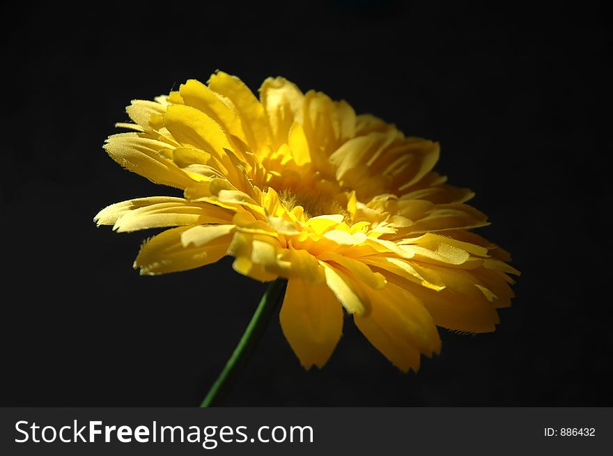 Artificial Flower with black background