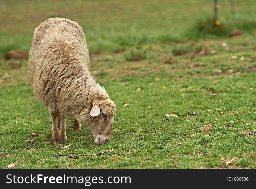 Sheep