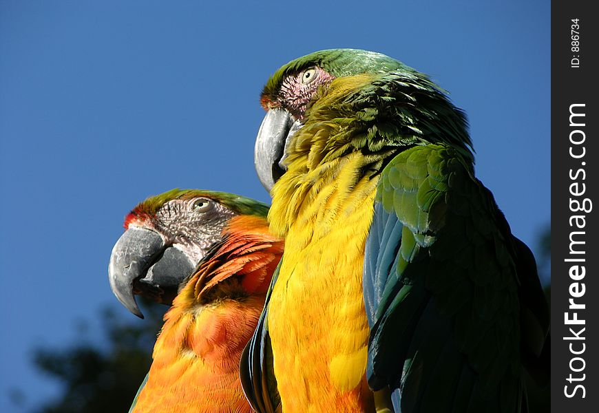 Two parrots taking in the scenery.