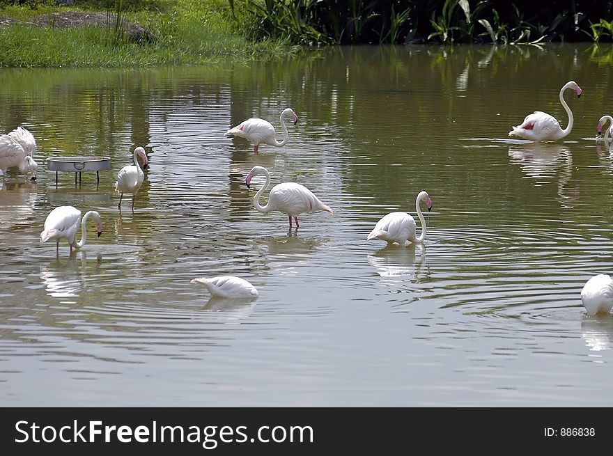 Flamingos in a pond