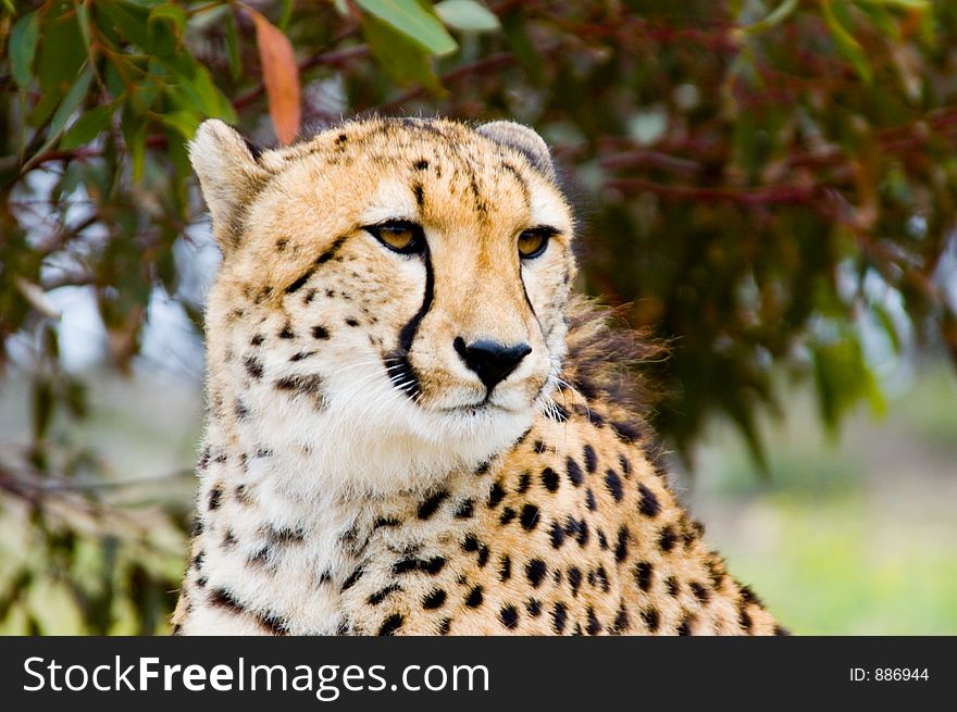 A closeup of a cheetah. A closeup of a cheetah.