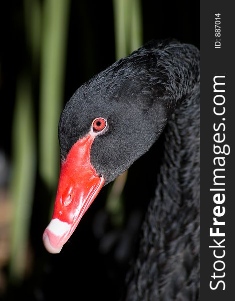 A closeup shot of the head of a Black Swan. A closeup shot of the head of a Black Swan.