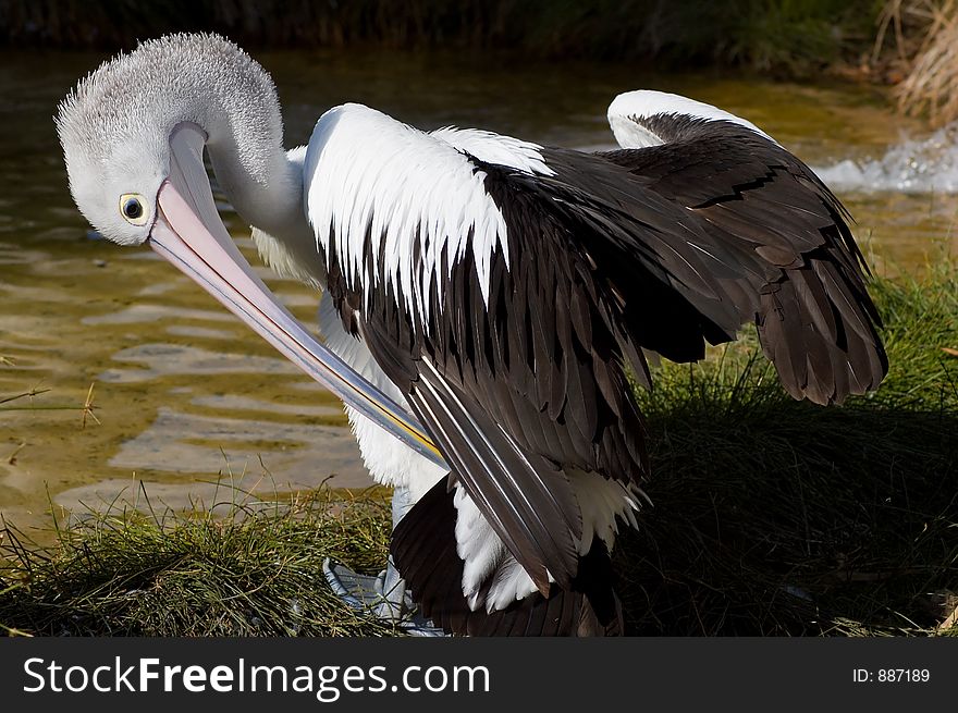 An Australian Pelican with its wings outstretched. An Australian Pelican with its wings outstretched.